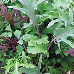 Salad Leaves Frilly Leaf Mixed
